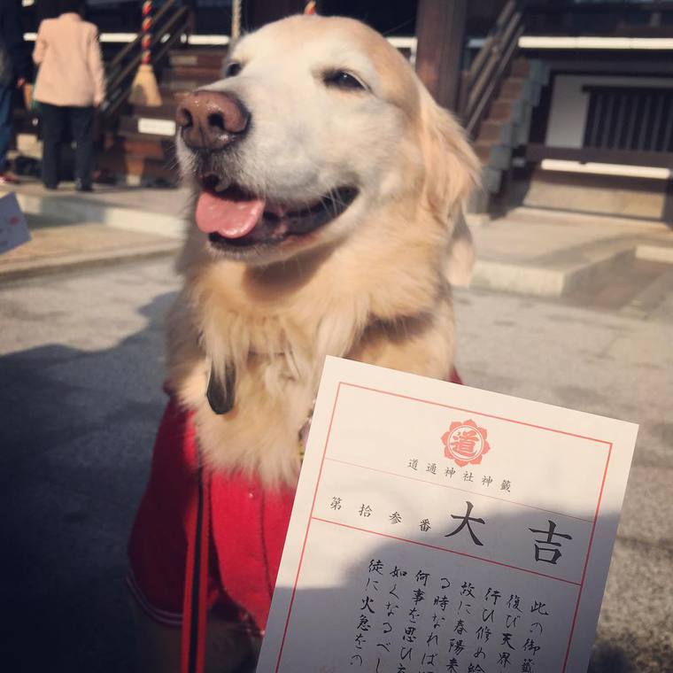 ペットと参拝できる神社の道通神社