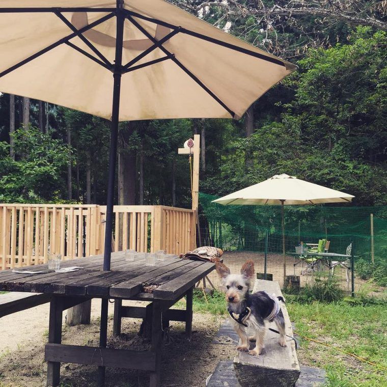 京都のおすすめドッグカフェ 犬同伴可レストラン13選 犬連れでランチを楽しもう ペトコト