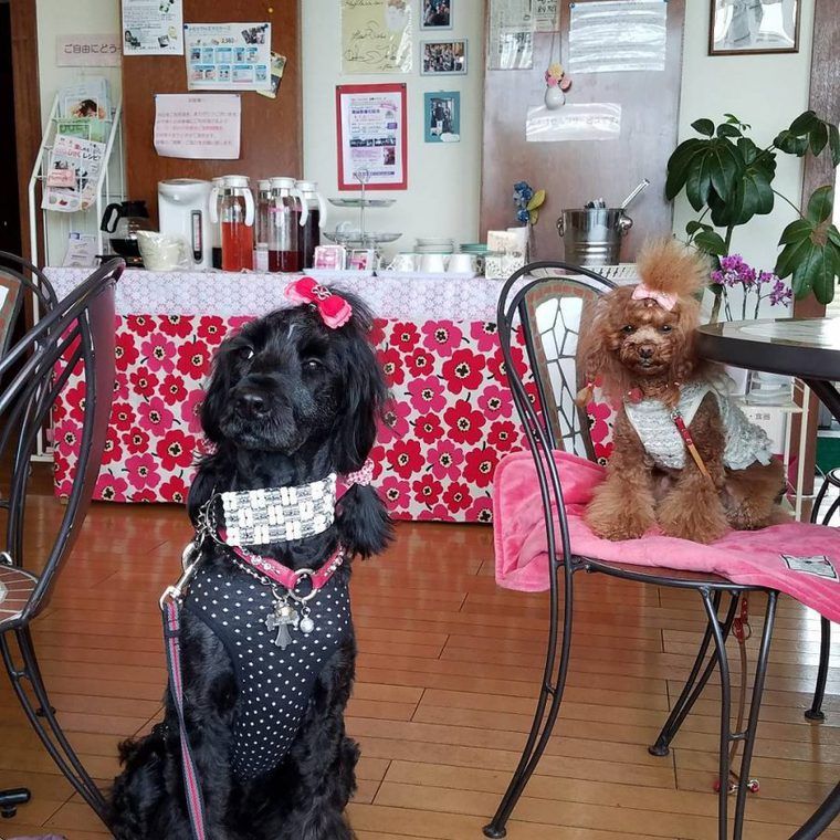 埼玉のドッグカフェ 犬同伴可レストランおすすめ14選 看板犬と触れ合える店や駐車場つき店を紹介 ペトコト