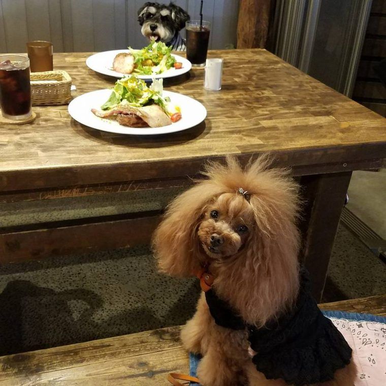 埼玉県の犬同伴可おすすめドッグカフェ レストラン14選 ペトこと