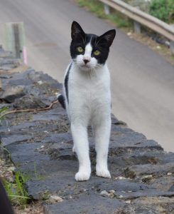 ブラック＆ホワイトの猫