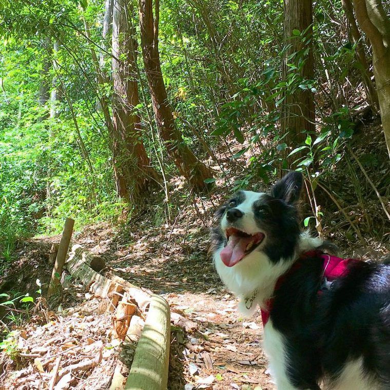 笑顔で振り返る犬