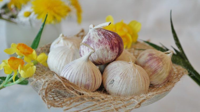 猫は野菜を食べても大丈夫 体によい野菜 食べると危険な野菜まとめ ペトこと