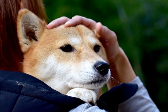 犬と電車に乗るときの注意点やルール&マナー 各社の料金や準備の仕方を解説