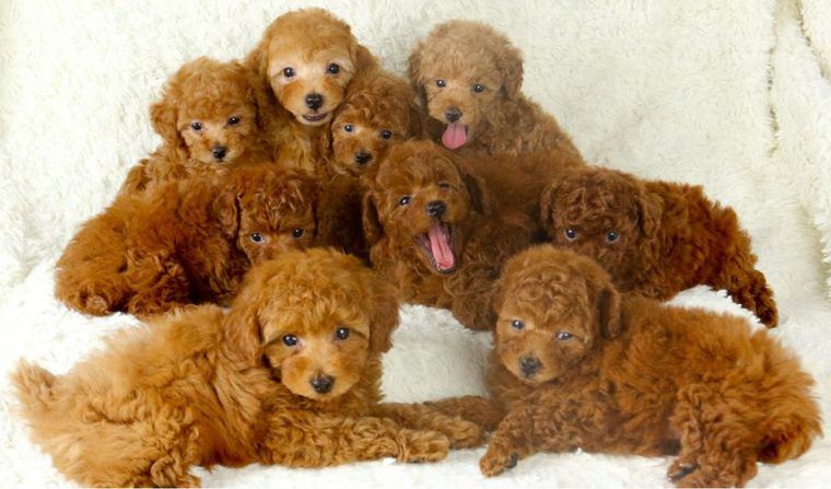 犬の値段はどうやって決まるの? 高いor安い理由や犬種別の相場価格をプロが解説