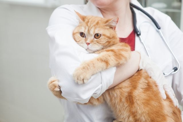 猫のインフルエンザは人にうつる？予防法や国内での流行の可能性を獣医師が解説