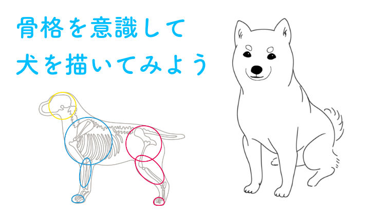 犬の描き方をプロが解説 骨格を意識したデッサン手法から 顔の特徴を