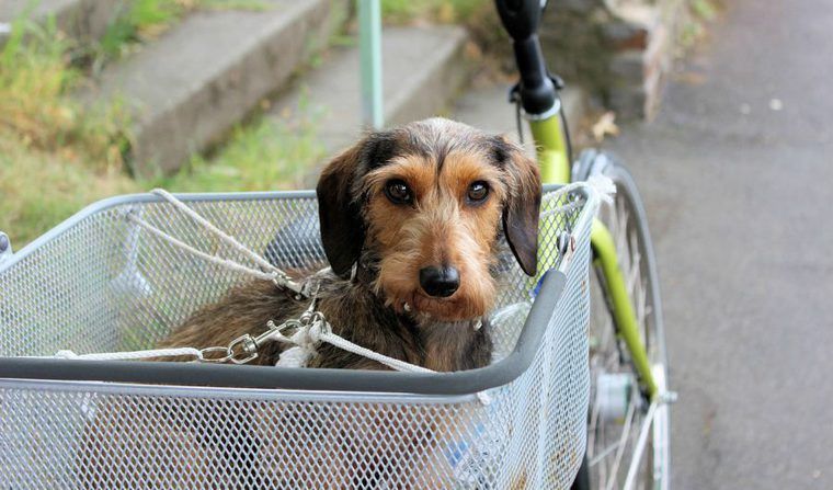 犬を自転車に乗せてサイクリングしよう♪ 注意点や安全に楽しむためのグッズを紹介