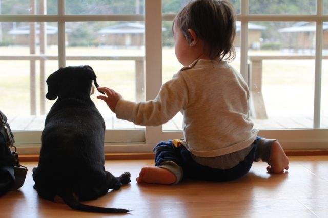 犬と子ども