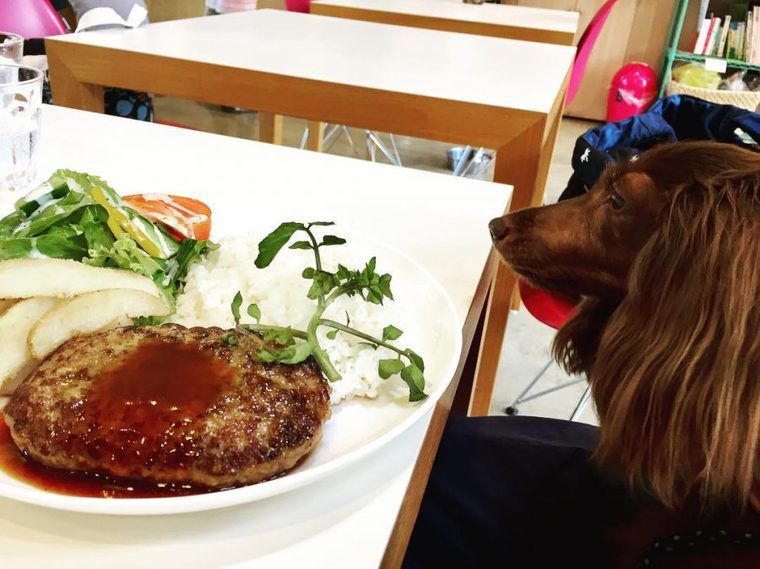 栃木のドッグカフェ ペット可レストランおすすめ16選 犬連れでランチを楽しもう ペトコト
