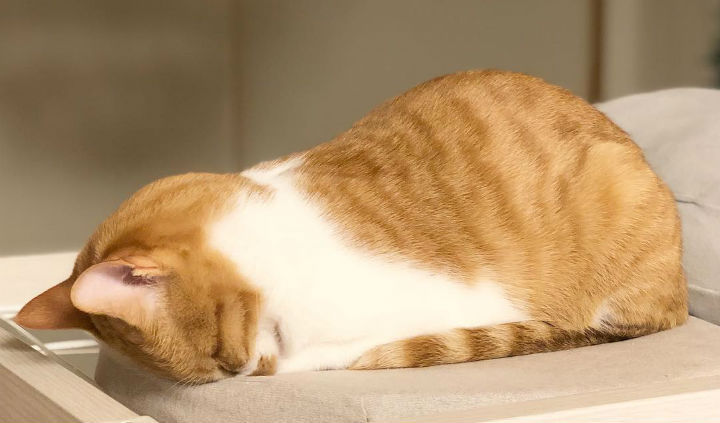 猫がごめん寝をする意外な理由｜不満や病気のサインかも？かわいい画像＆動画も紹介