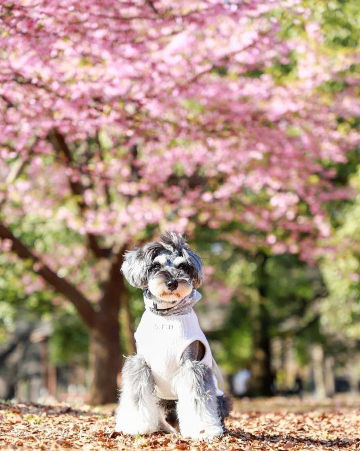 代々木公園