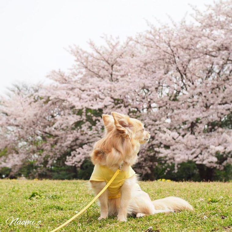 2018_0311_花見犬_本牧山頂公園_toda