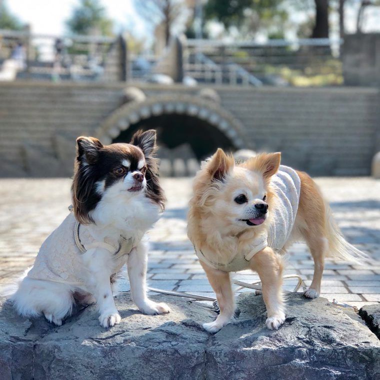 2018_0311_花見犬_山下公園_toda