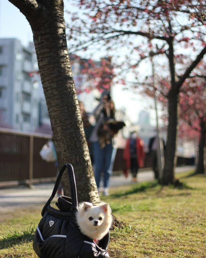 2018_0309花見犬_木場公園_toda