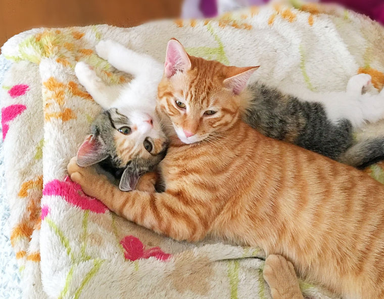 すべてのカタログ ぜいたく 先住猫 子猫 仲良くならない