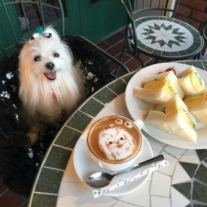 ワンちゃんの絵が描かれた可愛いコーヒー