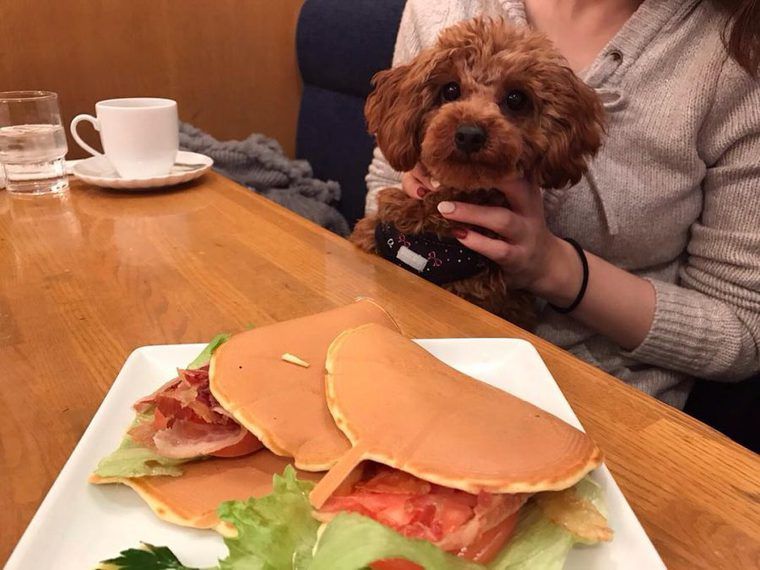 自由が丘のドッグカフェの写真