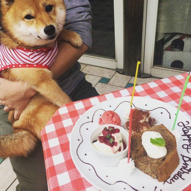 神奈川県の愛犬と行けるドッグカフェ レストラン15選 駐車場の有無や犬用メニューなど紹介 ペトコト