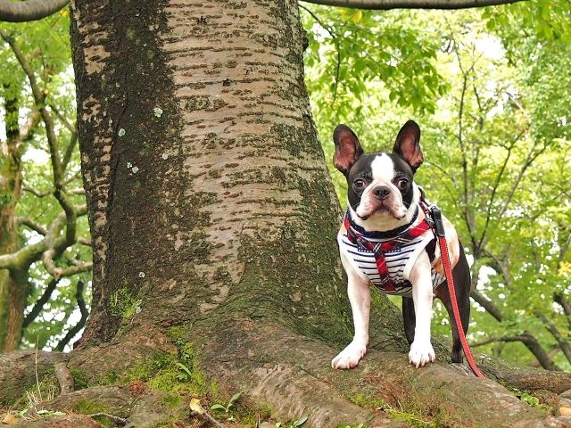 山道を登る犬