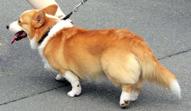 犬の断尾はなぜするの 理由や代表犬種 禁止している国の状況を紹介 ペトコト