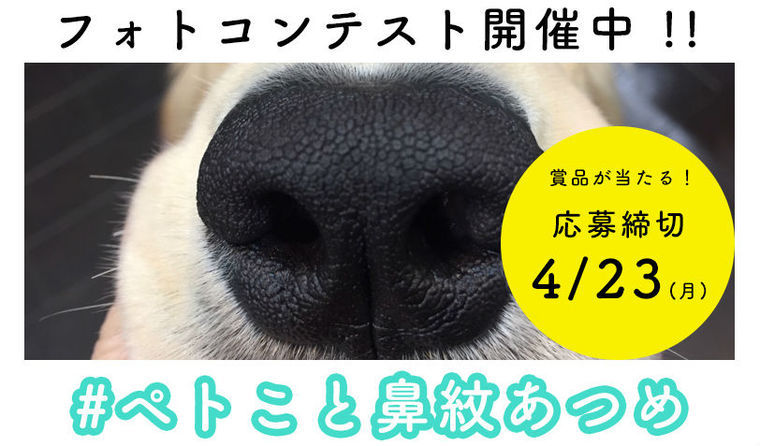 「犬の鼻紋」を撮ろう！人工知能AIが表彰するペトこと犬部フォトコンテスト開催中！　4/23（月）まで