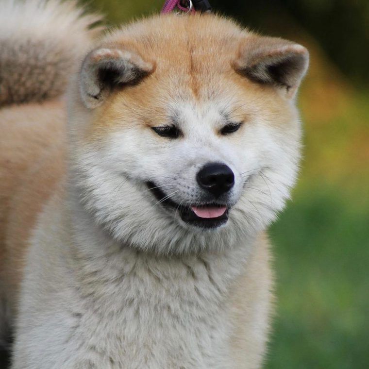 秋田犬