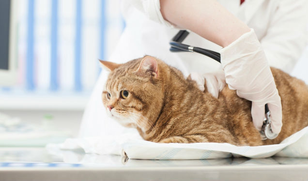 猫の便秘は何が原因？症状や治療法を猫専門獣医師が解説