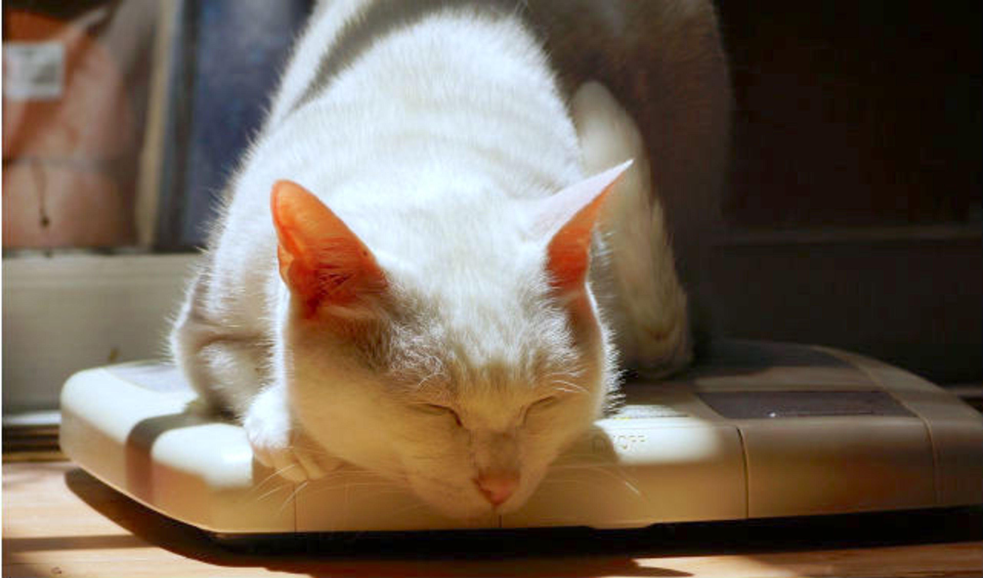 シニア猫（老猫）に多い病気や介護の注意点を獣医師が解説！食事やトイレから分かる老化のサイン