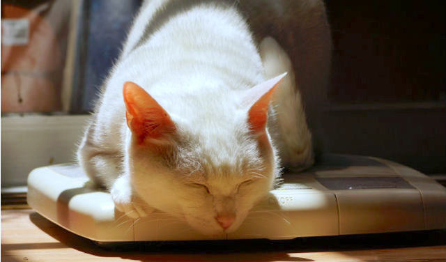シニア猫（老猫）に多い病気や介護の注意点を獣医師が解説！食事やトイレから分かる老化のサイン