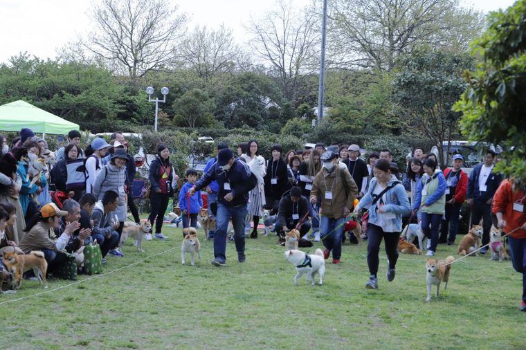 日本犬祭の様子