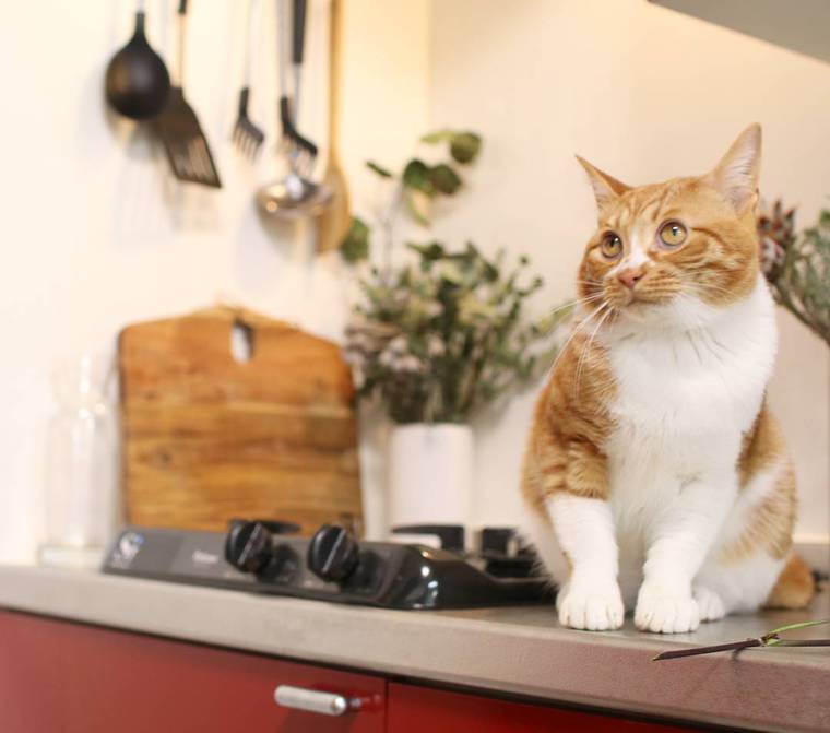 【猫との暮らし】キッチンが気になる猫たちの生活風景