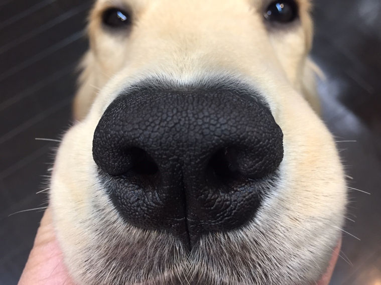 犬の鼻紋で迷子犬を探す ペトことがリクルート Ibm ほぼ日と鼻紋ai解析の実証実験を開始 ペトコト