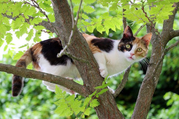 木に登る三毛猫