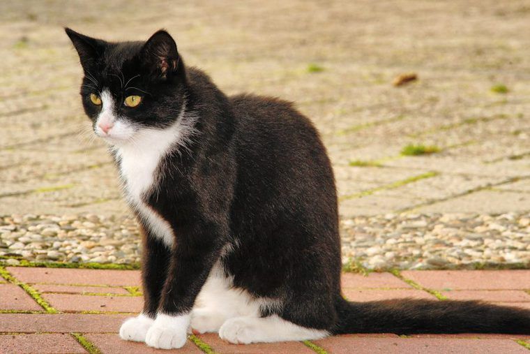 ハチワレ猫の性格や特徴を解説 縁起の良い 福猫 と呼ばれる理由など ペトコト