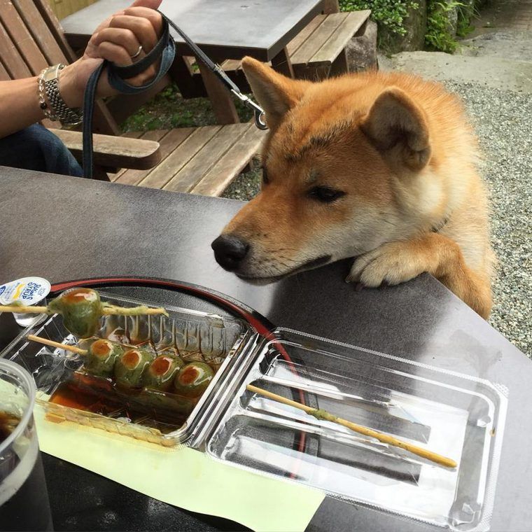 森のカフェhakone ショップ ペット