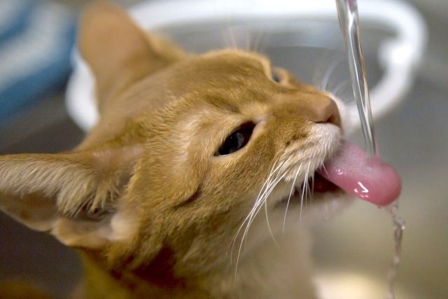 猫の多飲多尿は病気のサイン? 考えられる原因と病気を獣医師が解説