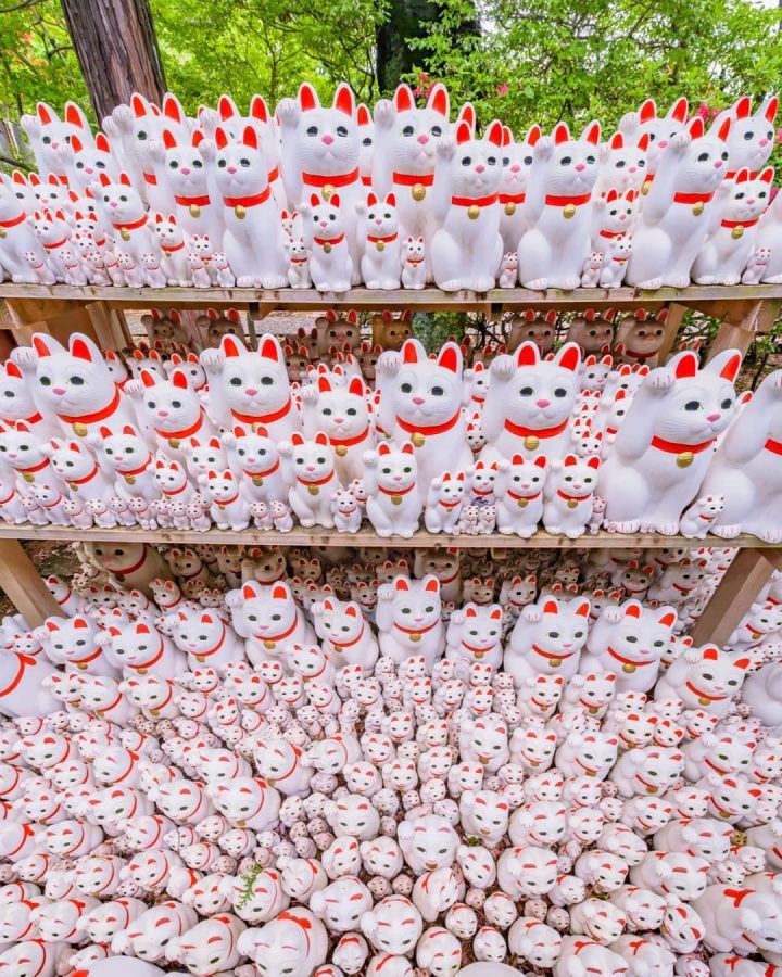 20180506_gotokujineko_ky_001