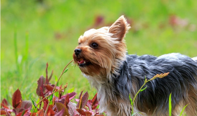 犬にも漢方という選択肢を 効果的な病気や副作用について東洋医療科担当獣医が解説