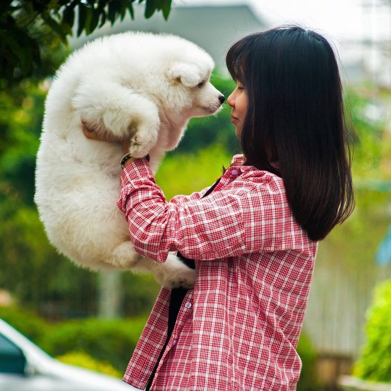 サモエドの飼い方 性格 寿命 大きさ しつけ かかりやすい病気をトレーナーが解説 ペトこと