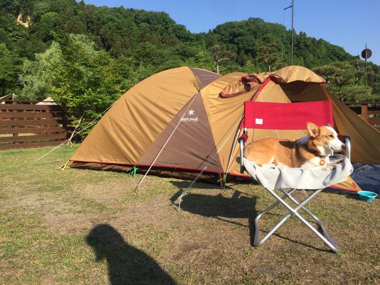 緑あふれる自然の中で、愛犬コルクと初キャンプ!【今日のシロップ】