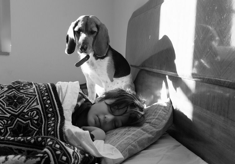 犬が飼い主を起こすのには理由があった|優しくなめて起こされたら許してしまう?