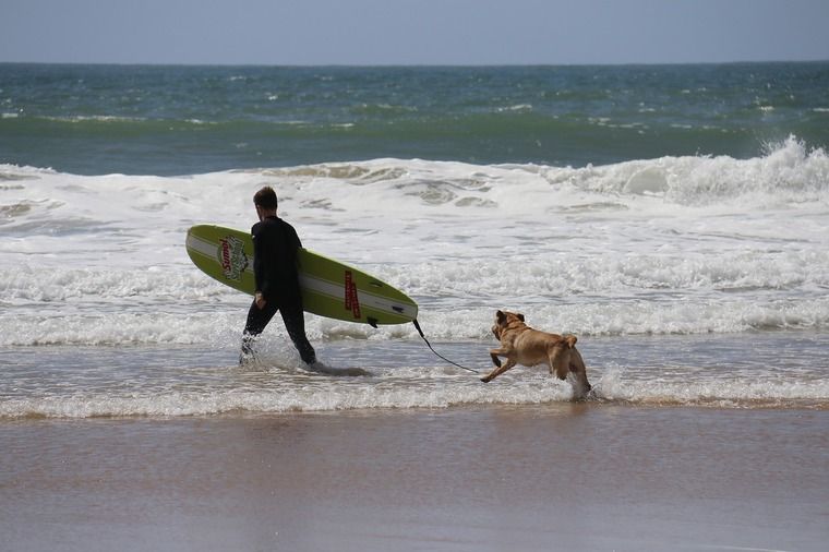 犬とサーフィンを楽しもう! 楽しみ方や注意点を大会や映画の動画と一緒に紹介