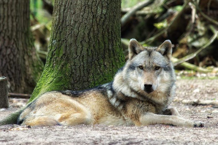 犬の早食いは防止すべき 理由やデメリット 対策グッズを紹介 獣医師監修 ペトコト