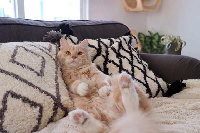【猫との暮らし】ふわふわクッションでくつろぎたい 猫たちの生活風景
