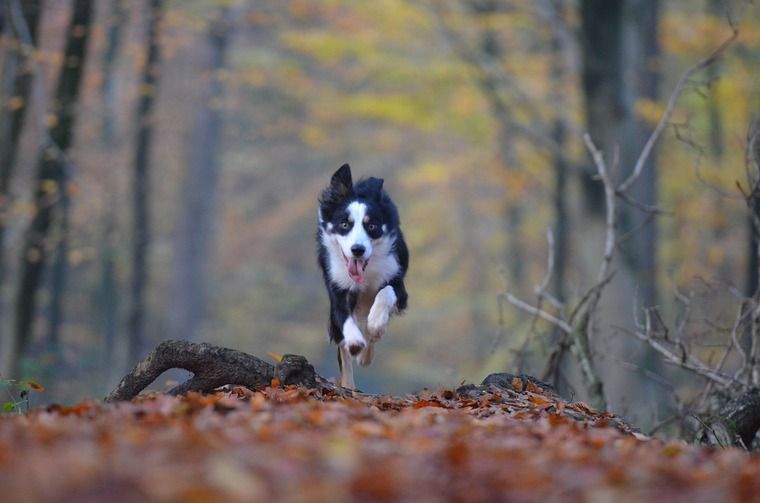 愛犬とランニングを楽しもう 走れる距離や必要なしつけ リードなどのおすすめグッズを紹介 ペトコト