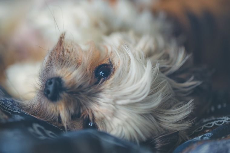 犬は正しい叱り方でしつける|マズルをつかんではダメな理由と大切なポイントについて