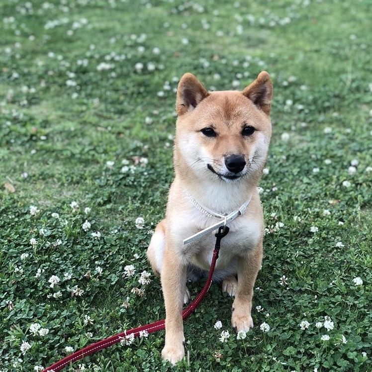 おすわりをする柴犬