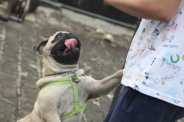 犬が飛びつく心理と原因|うれしいだけじゃない噛む理由としつけ方を解説