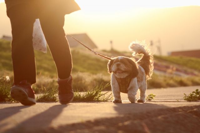 愛犬を守る災害対策|必要なしつけと持ち物について一緒に避難することを考えて